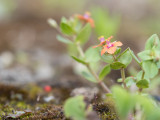 Découverte des plantes urbaines_Grenoble