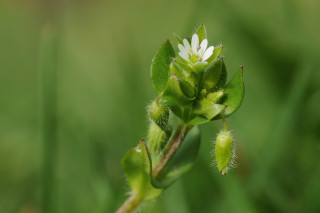 Découverte des plantes urbaines_Grenoble