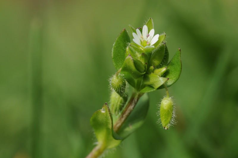 Découverte des plantes urbaines_Grenoble